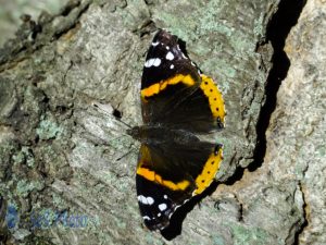 Red Admiral Not Red