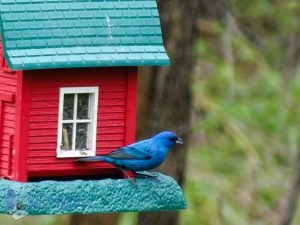 Indigo Bunting