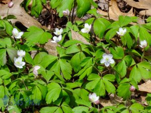 Wood Anemones