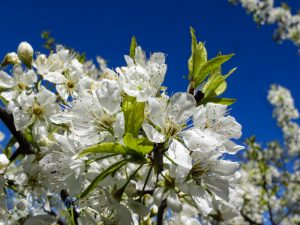 Wild Plum Tree Blossoms