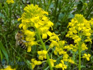 Bee on Yellow Rocket