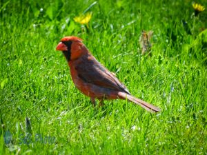 Cardinal on Green Grass