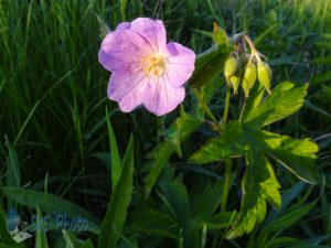 First Wild Geranium