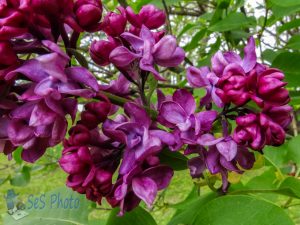 Springtime Lilacs