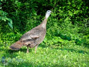 Turkey in the Yard