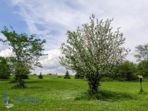 White Petals Falling