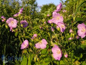 Blossoms in Evening Glow