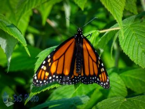 May Monarch