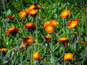 Orange Hawkweed