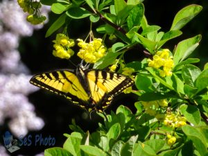 Yellow on Yellow