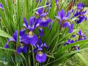 Irises in Bloom