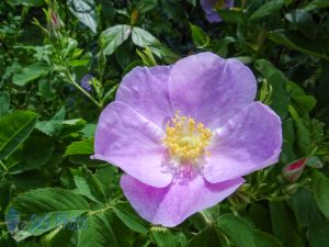 First Wild Rose