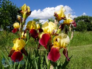 Yellow Irises