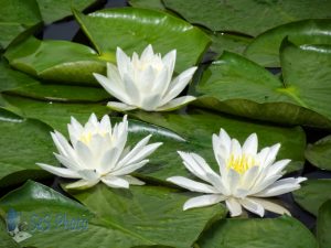 White Water-lily