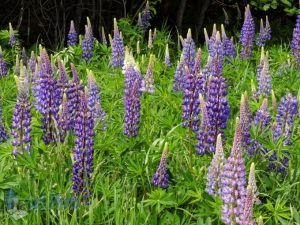 Roadside Lupines