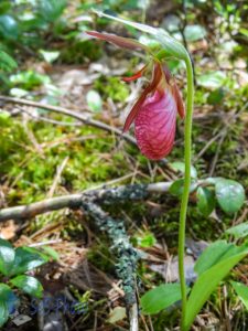 Pink Lady's Slipper