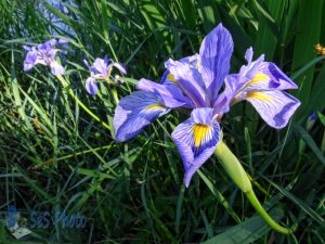 Blue Flag by the Pond