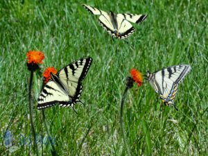 Canadian Tiger Swallowtail