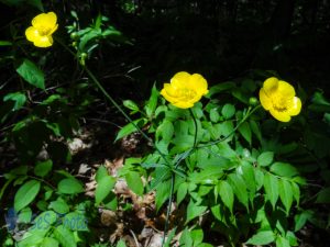 Sunny Buttercups