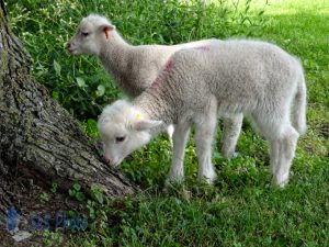 Lambs in Summer